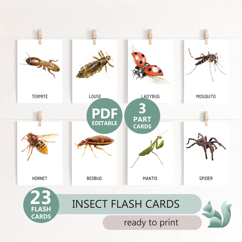 Termite Flash Card.pdf Insect Flash Cards – Montessori Real Images, 3-part Charts (PDF ...