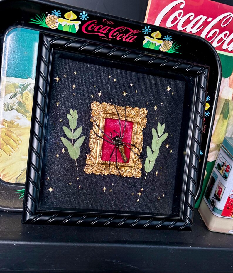 Celestial Orb Weaver Shadow Box - Etsy