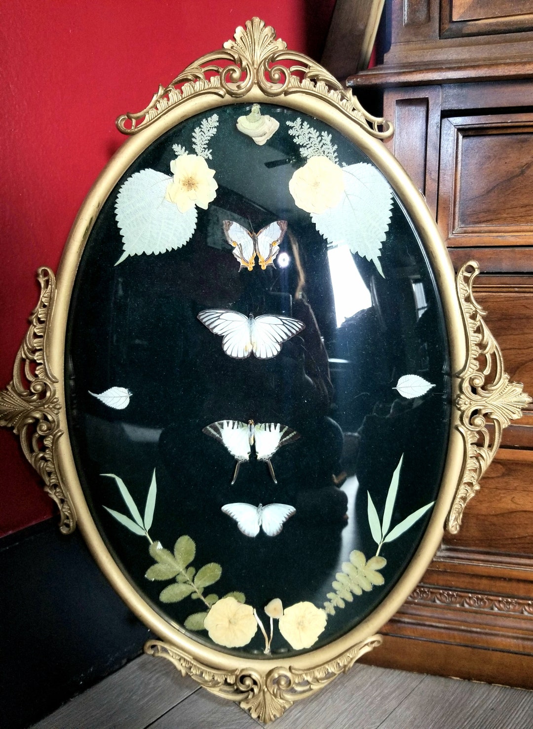 Vintage Bubble Frame Butterfly Display Etsy