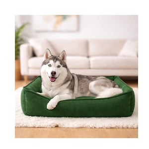 Puede incluir: Un perro Husky siberiano descansa en una cama verde rectangular para mascotas. El perro tiene pelaje gris y blanco y ojos azules. La cama está sobre una alfombra blanca, con un sofá al fondo.