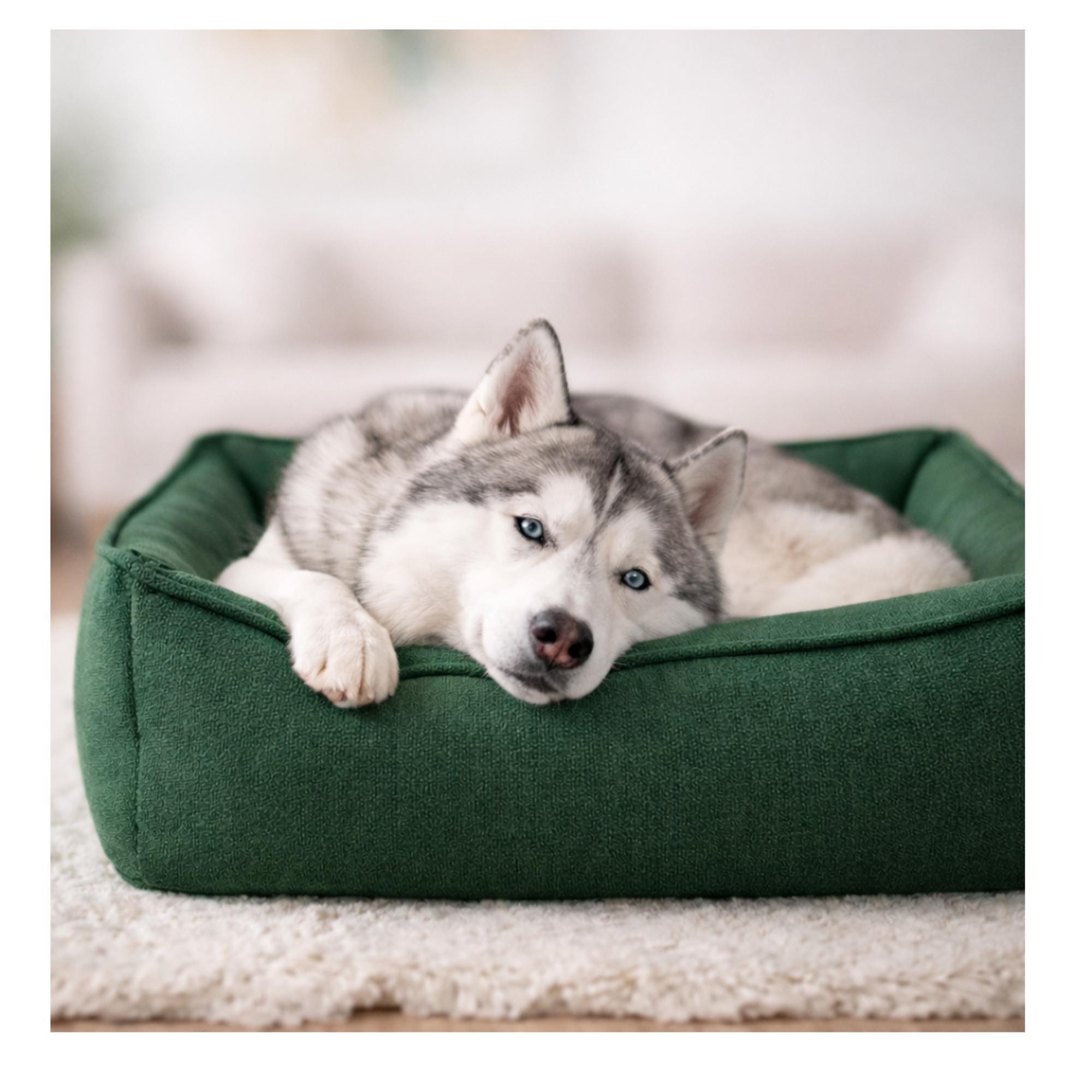 Cozy Dog Bed With Raised Sides – Soft Washable Sofa for Dogs - Etsy
