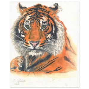 Tiger | Animals | Wildlife | Art | Hand Drawn Portrait