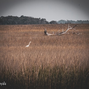 Crane in Marsh Digital Download Photo-South Carolina-Beaufort South Carolina-Photography-Wall Art