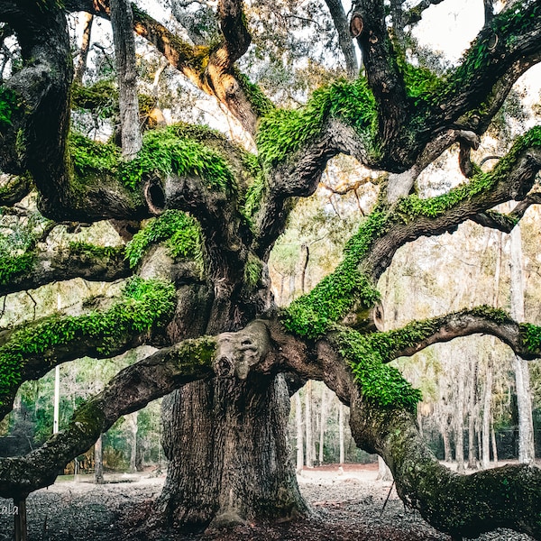 Angel Oak Tree Digital Download-South Carolina-Charleston-Wall Art-Photography-South-Nature-Tree