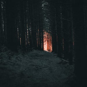 The Dark Forest Digital Download-Ballinastoe Woods-Ireland-Irish-Wall Art-Photography-Picture-Hiking-Tree-Plants-Vikings