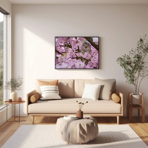 Barred Owl in Cherry Blossom Tree Photography Print, Nature Wall Art Decor