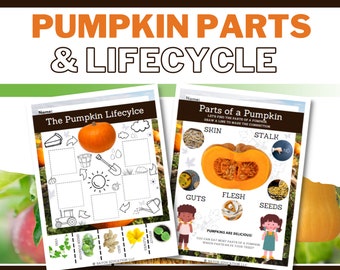 Pumpkin Parts & Lifecycle Activity Sheet