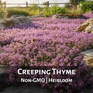 May include: A vibrant field of creeping thyme in full bloom, showcasing a sea of small, purple flowers. The image includes the text "CREEPING THYME" and "NON-GMO | Heirloom". The scene is set outdoors with rocks and a wooden fence in the background.
