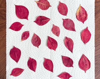 Preserved Burning Bush Leaves, Pressed Autumn Dried Fall Foliage, DIY Craft Supplies 20Pcs Red