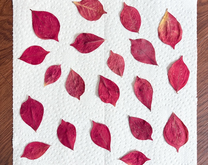 Preserved Burning Bush Leaves, Pressed Autumn Dried Fall Foliage, DIY Craft Supplies 20Pcs Red