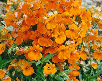 Orange Prince Seed, Nemesia Strumosa Containers Hanging Baskets Flower, Rare Cottage Garden, 50 Seeds
