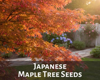 Red Japanese Maple Seeds: Acer Palmatum Bonsai Planting Landscaping Helicopter Seeds Fairy Wings 2025