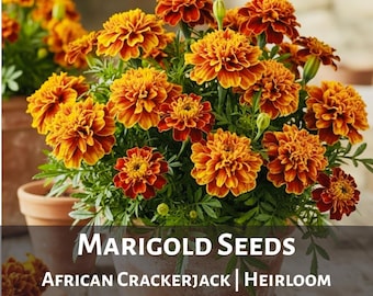 African Crackerjack Marigold Seeds Easy to Grow Annual Pollinator Friendly Garden Flowers Heat Tolerant