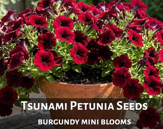 Tsunami Petunia Seeds Mini Blooms Flowers for Hanging Basket Patio Balcony Container Rare Burgundy