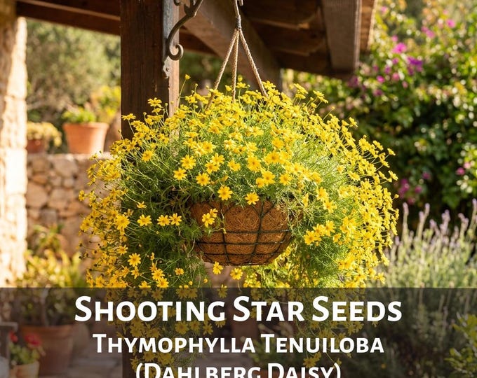 Shooting Star Seed Dahlberg Daisy Seeds Thymophylla Tenuiloba Hanging Basket Container Flower Annual