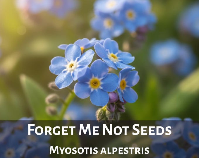 Forget-Me-Not Seeds Myosotis Alpestris Blue Blooms Heirloom Perennial Romantic Garden Flower