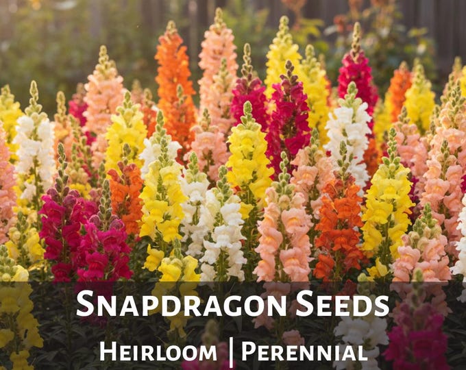 Snapdragon Seed Antirrhinum Mix Heirloom Flower Seeds Perennial Cottage Garden Seeds 200+