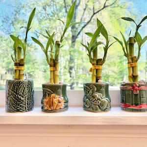 Lucky bamboo vase - Etsy Polska