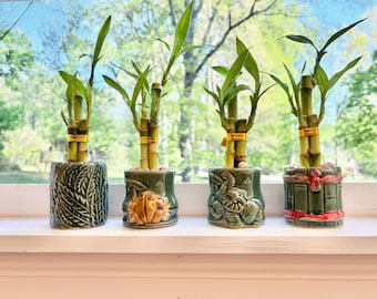 Plantas vivas de bambú de la suerte en maceta redonda de cerámica con forma de elefante. Regalo para el Día de la Madre (venta al por mayor).