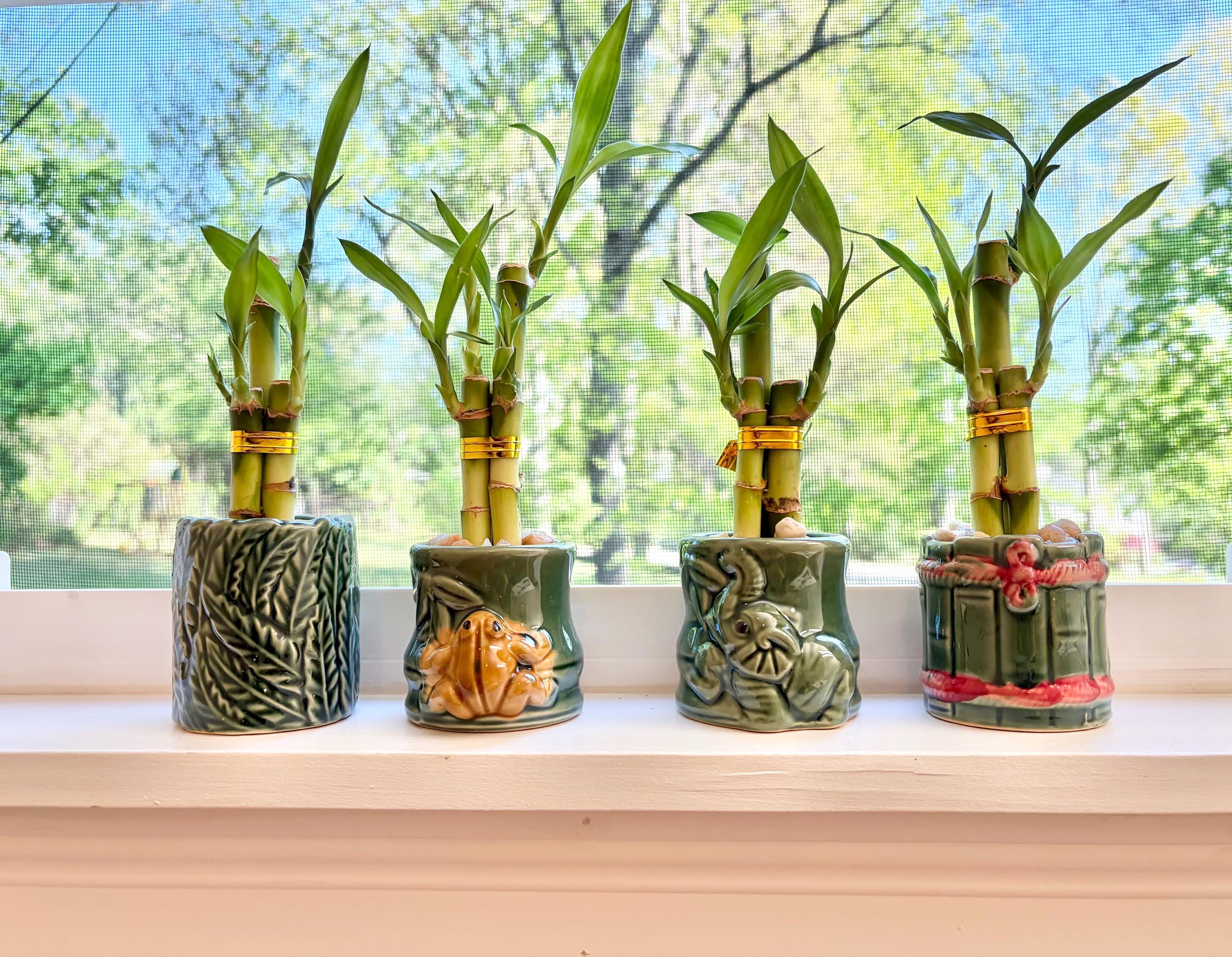 tillandsia juncea air plant Tillandsia Juncea Air Plants, Regular / 5 Pack