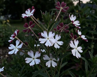 Midnight Candy Seeds (Zaluzianskya Capensis) , Fragrant Night Blooming Phlox, Rare Cottage Garden 30 Seed