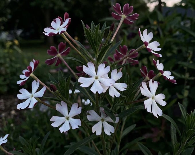 Midnight Candy Seeds (Zaluzianskya Capensis) , Fragrant Night Blooming Phlox, Rare Cottage Garden 30 Seed