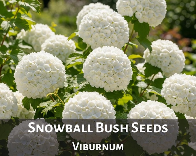 White Snowball Bush Seeds Viburnum Perennial Flower 50+ Rare Garden Seeds