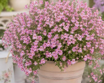 Diamonte Lavender Pink Diascia Seed, Plant for Hanging Baskets, Containers & Pots, 10 Seeds