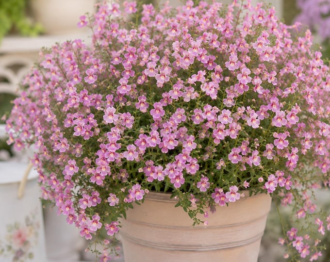 Diamonte Lavender Pink Diascia Seed, Plant for Hanging Baskets, Containers & Pots, 10 Seeds