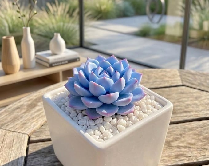 Hyper Realistic Clay Echeveria Handmade Succulent Lifelike Botanical Sculpture Art Collectible Miniature Faux Plant