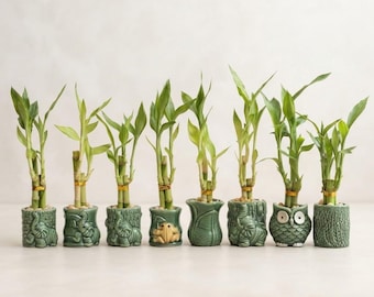 Lucky Bamboo Live Plants in Ceramic Elephant Pot Round Planters Mother's Day Gift Bulk