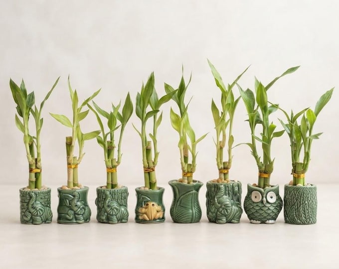 Lucky Bamboo Live Plants in Ceramic Elephant Pot Round Planters Mother's Day Gift Bulk
