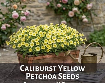 Petchoa Caliburst Yellow Seeds | Calibrachoa X Petunia | Hanging Basket Patio Balcony Container Flowers Rare