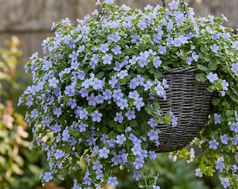 Blutopia Bacopa Seed, Bluetopia 5 Multi-seed Pellets, Rare Seeds Hanging Baskets Blue Cottage Garden