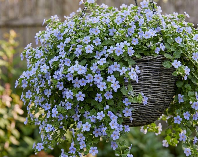 Blutopia Bacopa Seed, Bluetopia 5 Multi-seed Pellets, Rare Seeds Hanging Baskets Blue Cottage Garden