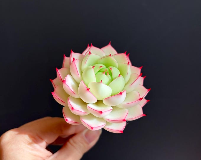 Realistic Clay Succulent Plant Handmade Faux Lifelike Echeveria Hybrid Everlasting Artificial Flower Desk Decor