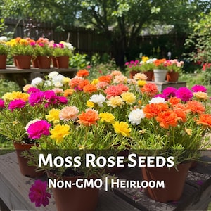 May include: A collection of potted moss roses in full bloom, showcasing vibrant colors like pink, yellow, orange, and white. The image includes the text "Moss Rose Seeds" and "NON-GMO | Heirloom", suggesting a gardening product.