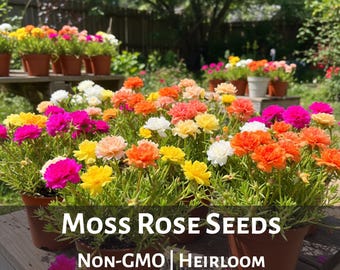 Moss Rose Seeds, Portulaca grandiflora Heirloom Mix, Colorful Annual Flowers, Drought Tolerant Easy Grow