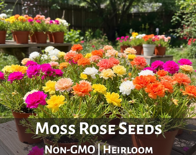 Moss Rose Seeds, Portulaca grandiflora Heirloom Mix, Colorful Annual Flowers, Drought Tolerant Easy Grow