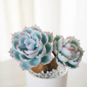 Puede incluir: Primer plano de dos plantas suculentas con hojas verde azuladas bordeadas en rosa. Las plantas están en una maceta de cerámica blanca llena de pequeñas piedras blancas. El fondo es blanco suave y borroso.