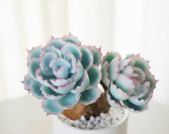 Variegated Echeveria Berkeley Light Artificial Succulent Handmade Clay Realistic Faux Plant Shelf Desk Decor