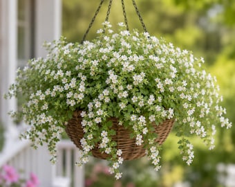 Snowtopia Bacopa Seeds, White Trailing Spiller Plants for Hanging Baskets Containers, 5 Multi-seed Pellets