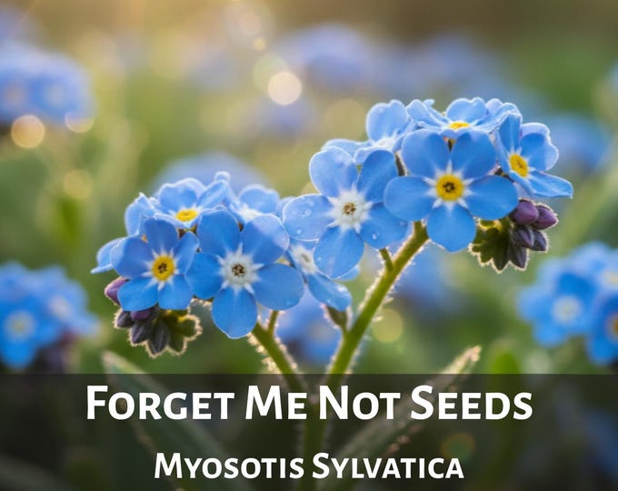 Forget Me Not Seeds Blue Garden Flower Myosotis Sylvatica Seed Perennial Heirloom