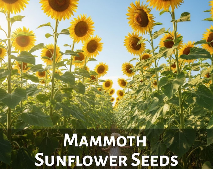 Giant Mammoth Sunflower Seeds Extra Tall Sunflowers Open Pollinated Fast Growing High Germination Heirloom