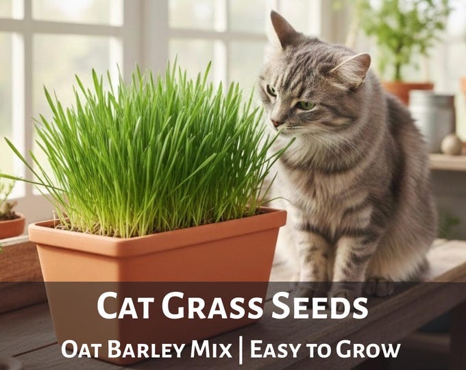 Cat Grass Seeds for Kittens High Germination Rate East to Grow Pet Grass Non-GMO