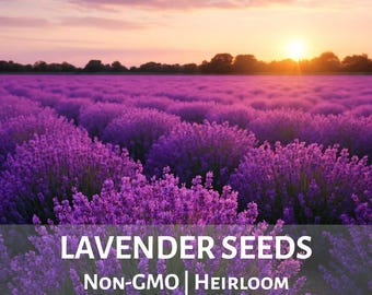 English Lavender Seeds - Heirloom Non-GMO USA, Lavandula angustifolia, Herb Seeds Fragrant Scent 50+ 100+