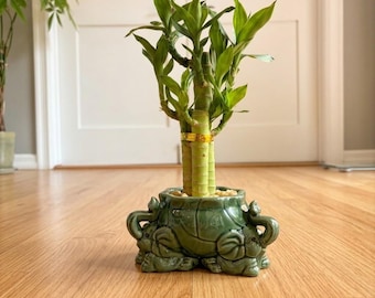 Lucky Lotus Bamboo in Triple Elephant Ceramic Planter, Money Plant for Housewarming Business Grand-Opening