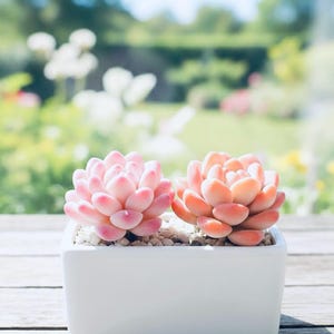 Pink Succulent Realistic Handmade Clay Succulent Arrangement Mini Plant Shelf Terrarium Miniature Garden Decor