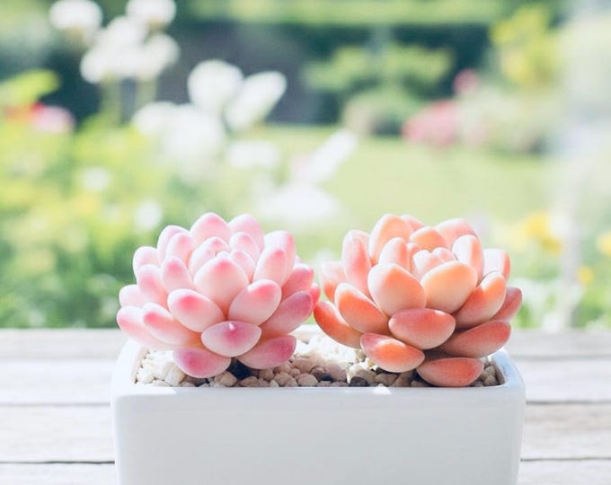 Pink Succulent Realistic Handmade Clay Succulent Arrangement Mini Plant Shelf Terrarium Miniature Garden Decor