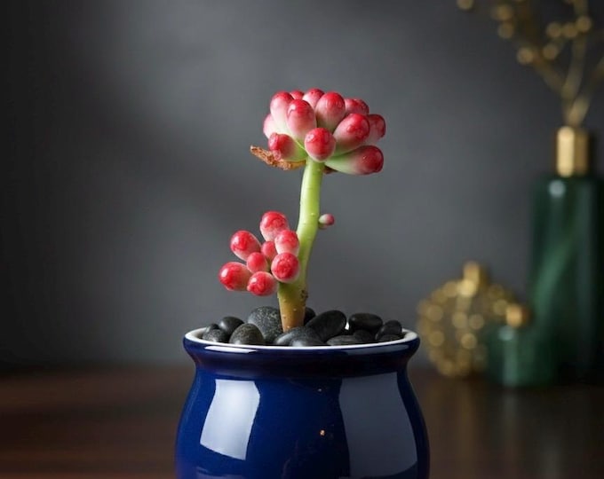 Handmade Clay Succulent Faux Jelly Bean Plant Terrarium Wedding Table Decor Everlasting Flower Arrangement